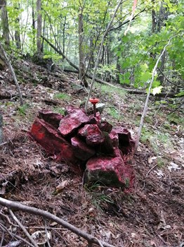 Nouvelle borne posée délimitant une grande terre en milieu forestier